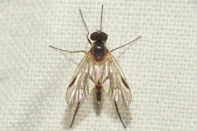 Rhagionidae - kószalégyfélék