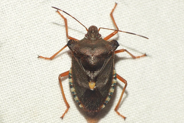 Pentatoma rufipes - vöröslábú címerespoloska Pentatoma rufipes - vöröslábú címerespoloska