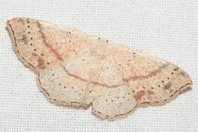 Cyclophora punctaria - sávos pettyesaraszoló