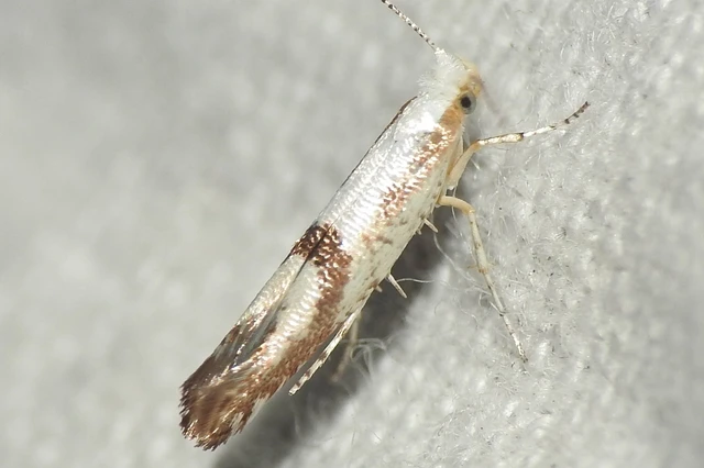 Argyresthia
