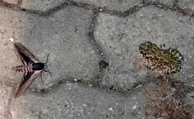 Sphinx ligustri - fagyalszender