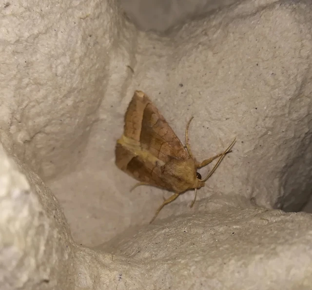 Hydraecia micacea - csillogó acsalapubagoly