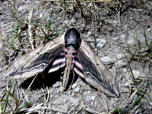 Sphinx ligustri - fagyalszender