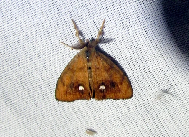 Orgyia antiqua - rozsdabarna kisszövő