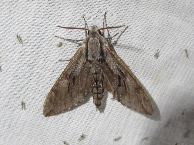 Hyloicus pinastri - fenyőszender