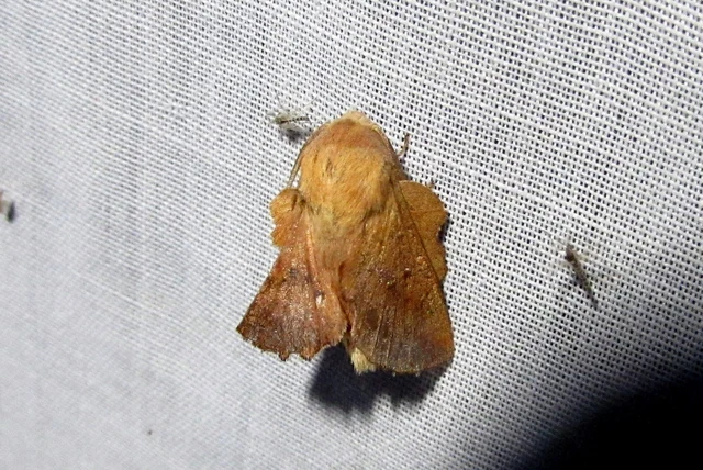 Phyllodesma tremulifolia - nyárlevélpohók