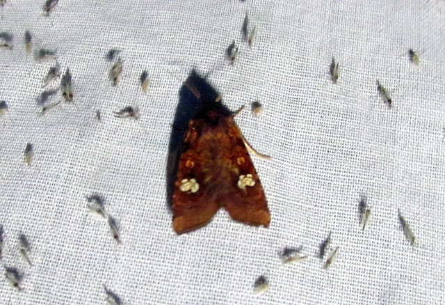 Amphipoea oculea - nagyfoltú lápibagoly