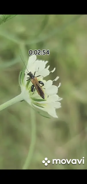 Oedemera femorata - sárgahátú álcincér