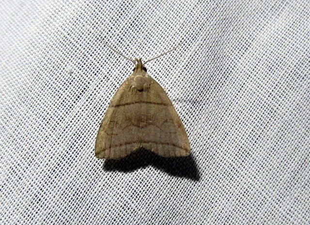 Herminia grisealis - ligeti karcsúbagoly