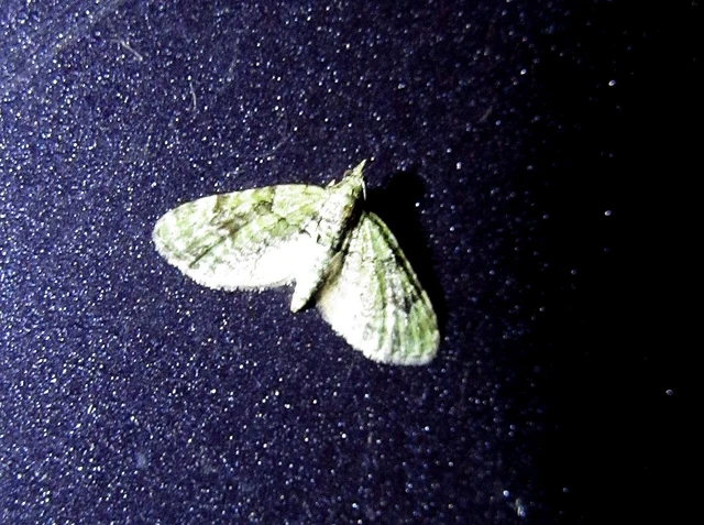 Chloroclystis v-ata - zöldes törpearaszoló