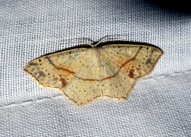 Cyclophora punctaria - sávos pettyesaraszoló