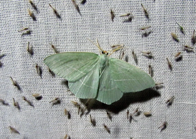 Hemistola chrysoprasaria - kékes zöldaraszoló