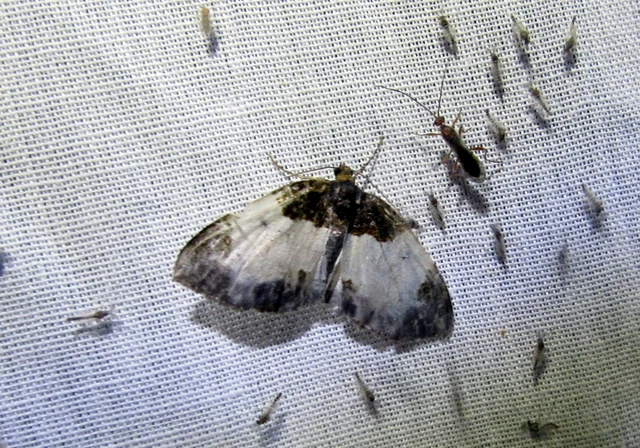 Mesoleuca albicillata - tarka fűzfaaraszoló