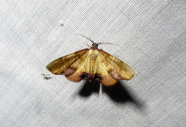 Plagodis dolabraria - baltaszárnyú araszoló