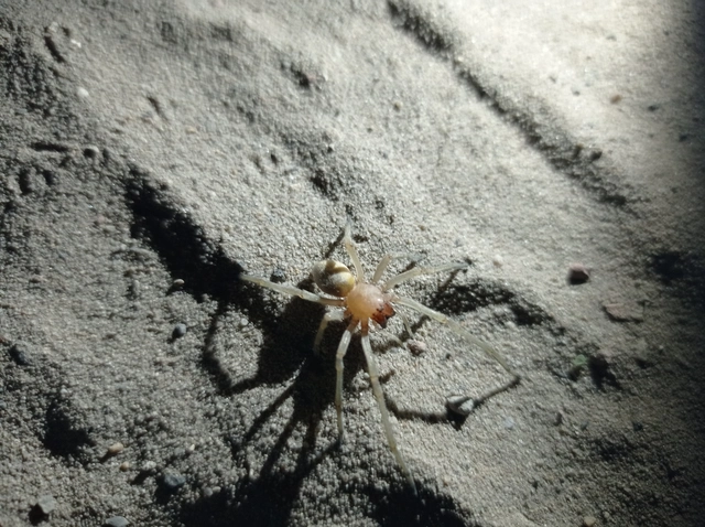 Cheiracanthium