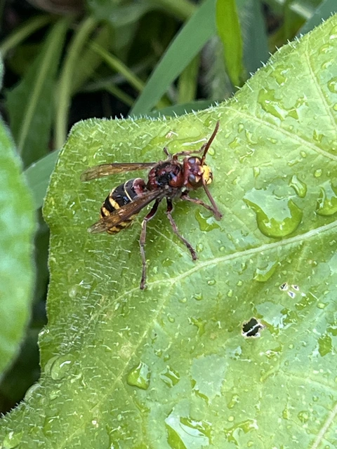 Vespa crabro - lódarázs