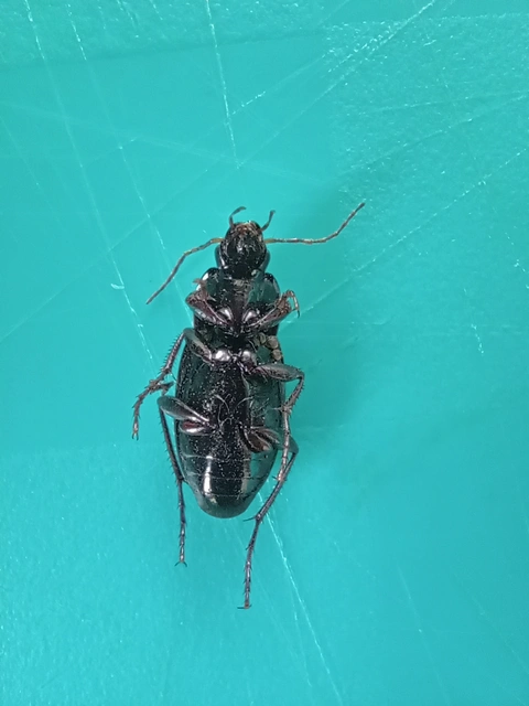 Calathus fuscipes - sokpontos tarfutó