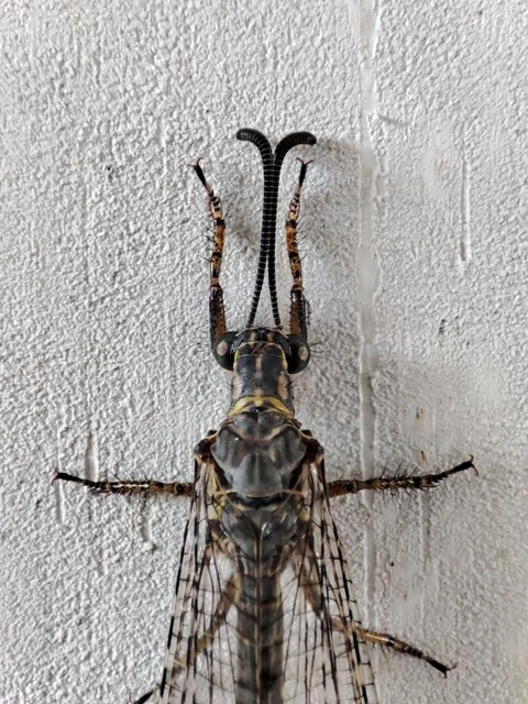 Distoleon tetragrammicus - négyfoltos hangyaleső