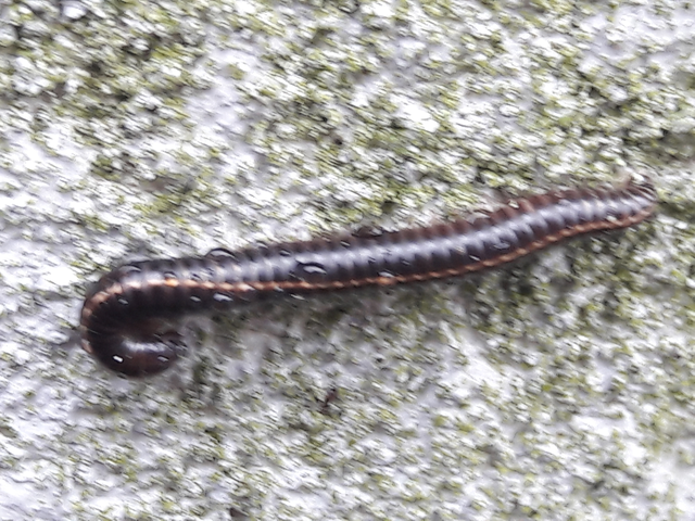 Diplopoda - Ikerszelvényesek