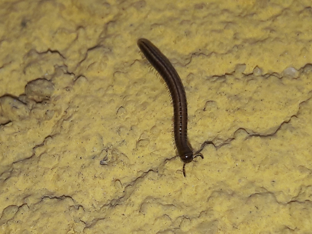 Diplopoda - Ikerszelvényesek