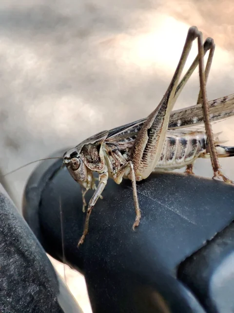 Platycleis affinis - púposhasú rétiszöcske