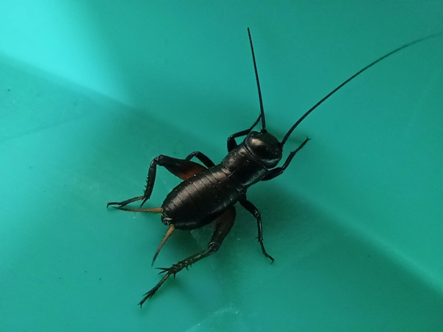 Gryllus campestris - mezei tücsök