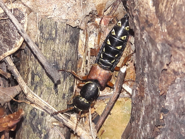 Staphylinus caesareus - aranysujtásos holyva