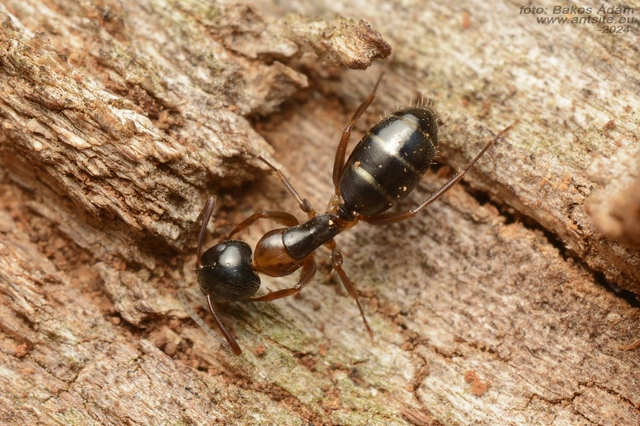 Camponotus fallax - ligeti lóhangya