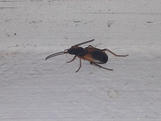 Anchomenus dorsalis - hátfoltos kisfutó