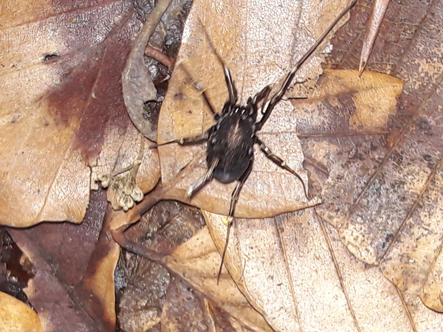 Opiliones - Kaszáspókok