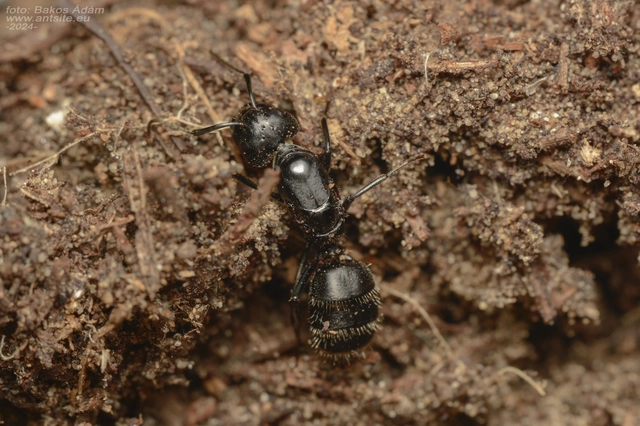 Camponotus vagus - fekete lóhangya