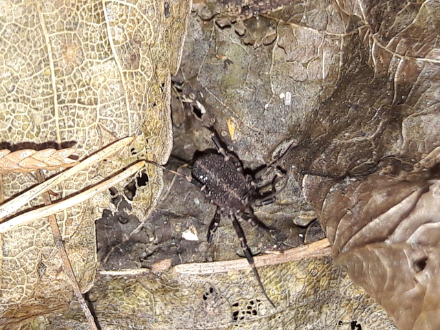 Opiliones - Kaszáspókok