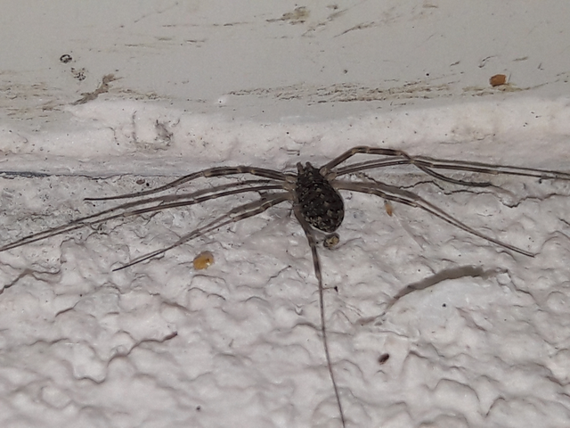 Opiliones - Kaszáspókok