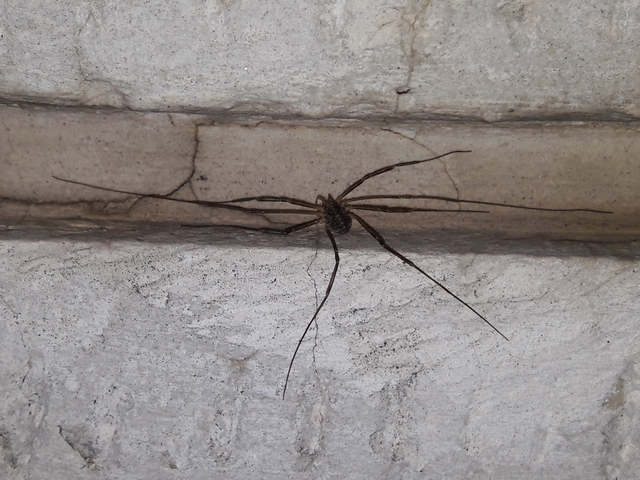 Opiliones - Kaszáspókok