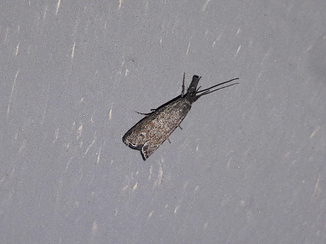 Platytes cerussella - törpe fűgyökérmoly