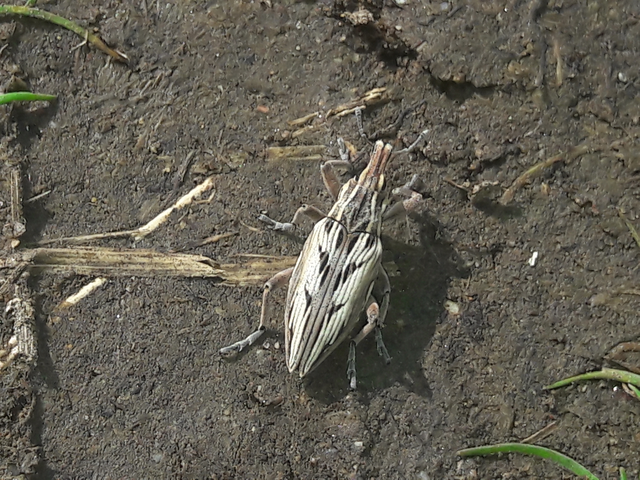 Coniocleonus nigrosuturatus - nyíljegyes barkó