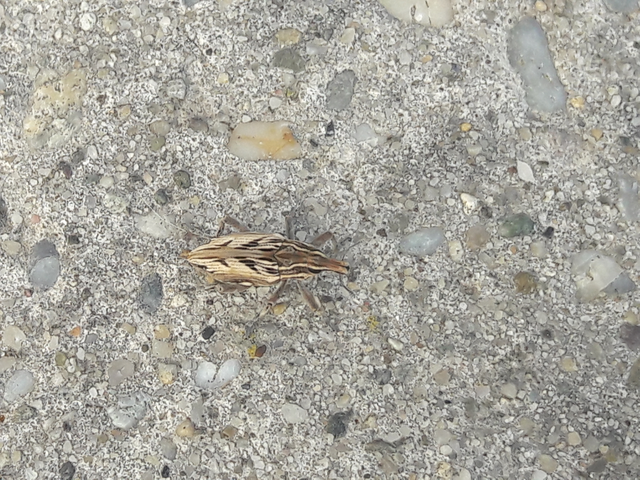 Coniocleonus nigrosuturatus - nyíljegyes barkó