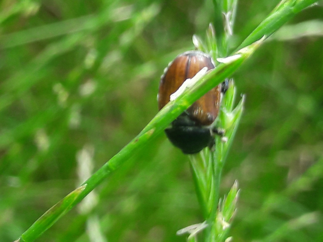 Anisoplia lata - széles szipoly Anisoplia lata - széles szipoly