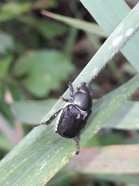 Anisoplia lata - széles szipoly Anisoplia lata - széles szipoly