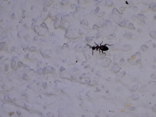 Anthelephila pedestris - hangyaszerű fürgebogár