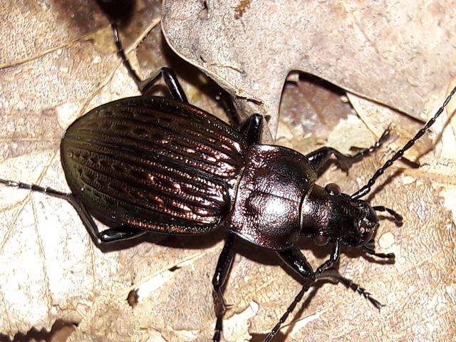 Carabus ulrichii - rezes futrinka Carabus ulrichii - rezes futrinka