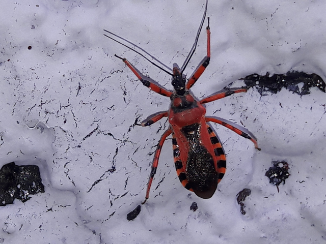 Rhynocoris iracundus - közönséges gyilkospoloska