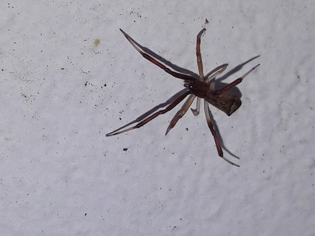 Episinus truncatus - csonka törpepók