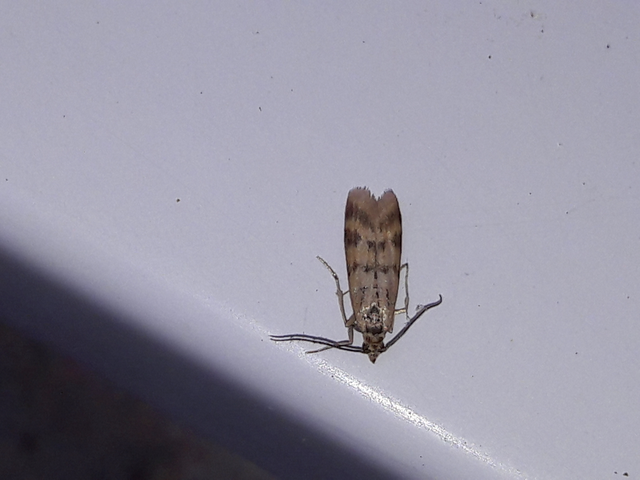 Homoeosoma sinuella - agyagsárga karcsúmoly