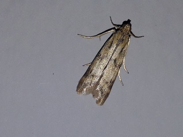 Homoeosoma sinuella - agyagsárga karcsúmoly
