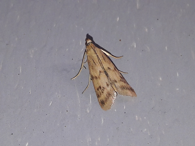 Homoeosoma sinuella - agyagsárga karcsúmoly