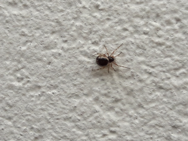 Sardinidion blackwalli