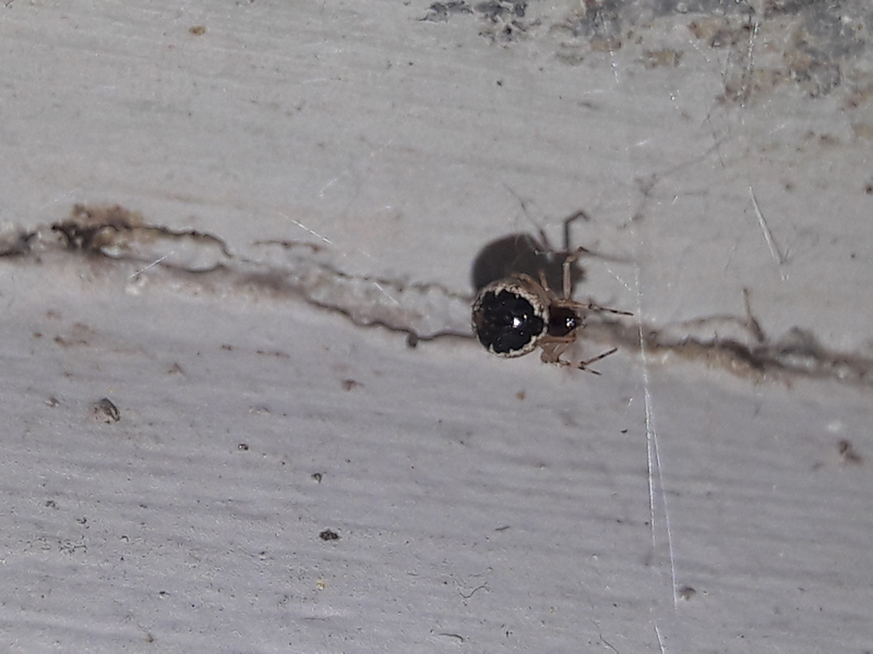 Sardinidion blackwalli