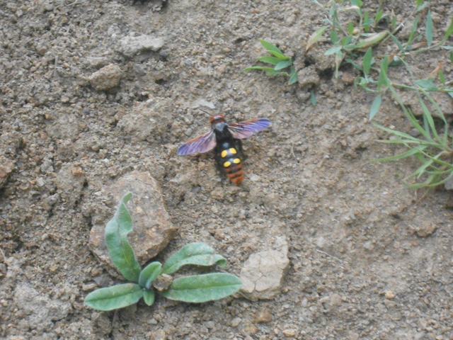 Megascolia maculata - óriás-tőrösdarázs