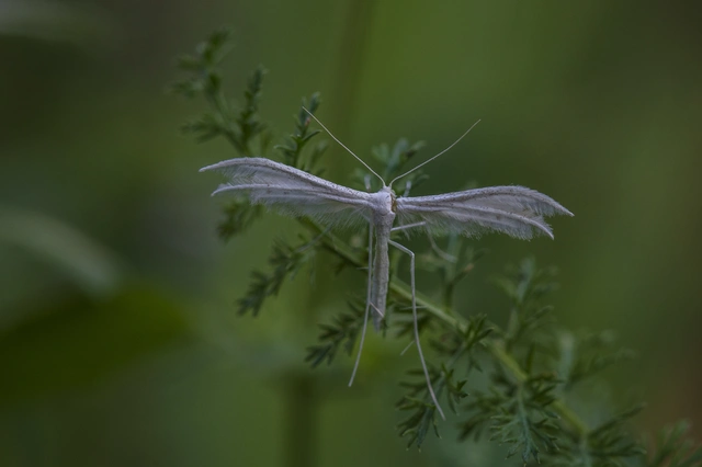Pterophorus pentadactyla - fehér tollasmoly